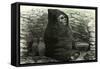 Mummy of an Aymara Indian 1869 Peru-null-Framed Stretched Canvas