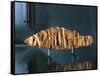 Mummy of Fish-null-Framed Stretched Canvas
