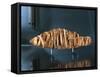 Mummy of Fish-null-Framed Stretched Canvas