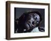 Mummy of Iron Age Sacrificial Victim, Tolland Man, Denmark, Scandinavia-Christina Gascoigne-Framed Photographic Print