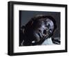 Mummy of Iron Age Sacrificial Victim, Tolland Man, Denmark, Scandinavia-Christina Gascoigne-Framed Photographic Print