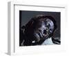 Mummy of Iron Age Sacrificial Victim, Tolland Man, Denmark, Scandinavia-Christina Gascoigne-Framed Photographic Print