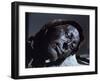 Mummy of Iron Age Sacrificial Victim, Tolland Man, Denmark, Scandinavia-Christina Gascoigne-Framed Photographic Print