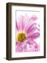 Mums flowers against a white background-null-Framed Photographic Print