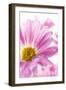 Mums flowers against a white background-null-Framed Photographic Print