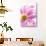 Mums flowers against a white background-null-Premium Photographic Print displayed on a wall