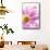 Mums flowers against a white background-null-Mounted Premium Photographic Print displayed on a wall