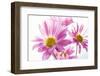 Mums flowers against white background-null-Framed Photographic Print