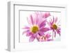 Mums flowers against white background-null-Framed Photographic Print