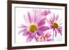 Mums flowers against white background-null-Framed Photographic Print