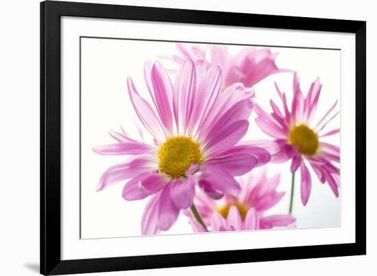 Mums flowers against white background-null-Framed Photographic Print