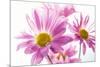 Mums flowers against white background-null-Mounted Photographic Print