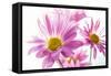 Mums flowers against white background-null-Framed Stretched Canvas