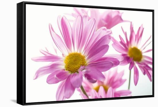 Mums flowers against white background-null-Framed Stretched Canvas