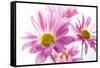 Mums flowers against white background-null-Framed Stretched Canvas