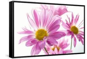 Mums flowers against white background-null-Framed Stretched Canvas