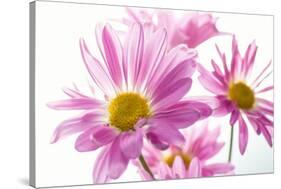 Mums flowers against white background-null-Stretched Canvas