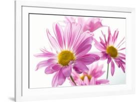 Mums flowers against white background-null-Framed Photographic Print