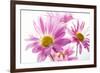 Mums flowers against white background-null-Framed Photographic Print