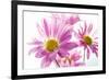 Mums flowers against white background-null-Framed Photographic Print