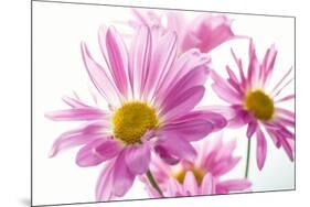 Mums flowers against white background-null-Mounted Photographic Print