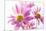 Mums flowers against white background-null-Mounted Photographic Print