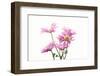 Mums flowers against white background-null-Framed Photographic Print