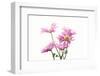 Mums flowers against white background-null-Framed Photographic Print