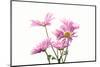 Mums flowers against white background-null-Mounted Photographic Print