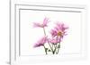 Mums flowers against white background-null-Framed Photographic Print