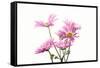 Mums flowers against white background-null-Framed Stretched Canvas