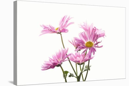 Mums flowers against white background-null-Stretched Canvas