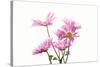 Mums flowers against white background-null-Stretched Canvas