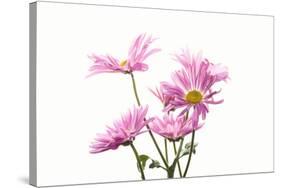 Mums flowers against white background-null-Stretched Canvas