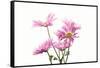 Mums flowers against white background-null-Framed Stretched Canvas