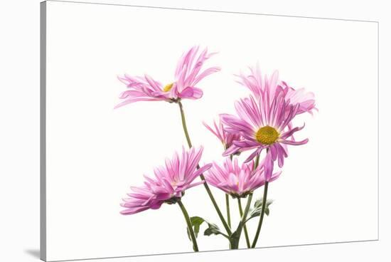 Mums flowers against white background-null-Stretched Canvas