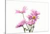 Mums flowers against white background-null-Stretched Canvas