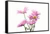 Mums flowers against white background-null-Framed Stretched Canvas