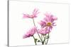 Mums flowers against white background-null-Stretched Canvas