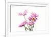 Mums flowers against white background-null-Framed Photographic Print