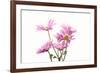 Mums flowers against white background-null-Framed Photographic Print