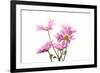 Mums flowers against white background-null-Framed Photographic Print