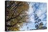 Munich, Bavaria, Germany, Maypole at the Viktualienmarkt (Food Market-Bernd Wittelsbach-Stretched Canvas