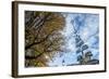 Munich, Bavaria, Germany, Maypole at the Viktualienmarkt (Food Market-Bernd Wittelsbach-Framed Photographic Print