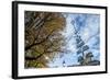 Munich, Bavaria, Germany, Maypole at the Viktualienmarkt (Food Market-Bernd Wittelsbach-Framed Photographic Print