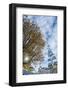 Munich, Bavaria, Germany, Maypole at the Viktualienmarkt (Food Market-Bernd Wittelsbach-Framed Photographic Print