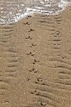 Luskentyre Sand Banks in the Sound of Taransay, South Harris, Outer Hebrides, Scotland, UK, June-Muñoz-Photographic Print