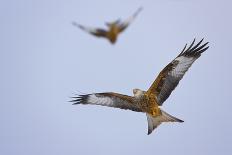 Red Kite (Milvus Milvus) in Flight, Gigrin Farm, Powys, Rhayader, Wales, UK, February 2009-Muñoz-Photographic Print