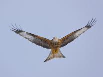 Red Kite (Milvus Milvus) in Flight, Gigrin Farm, Powys, Rhayader, Wales, UK, February 2009-Muñoz-Photographic Print