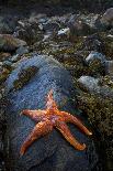 Starfish on Rock at Low Tide, Dail Beag Beach, Lewis, Outer Hebrides, Scotland, UK, June 2009-Muñoz-Photographic Print